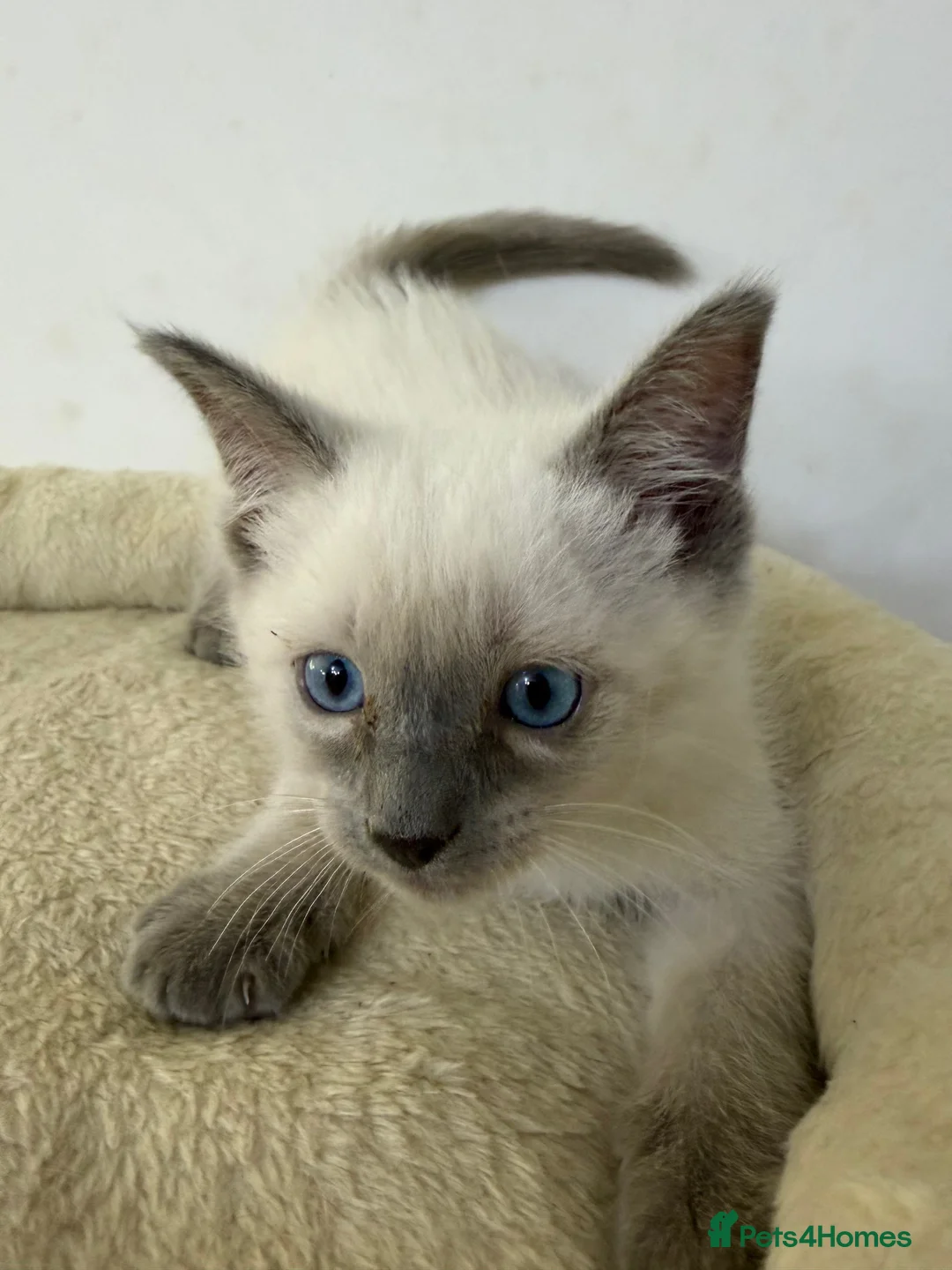 Ragdoll cats for sale: Adorable and friendly Ragdoll Kittens - Advert 8