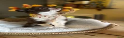 Chihuahua dogs for sale: 🐾 Long-Haired Chihuahua Girls – Betsy & Binky 🐾 - Advert 6