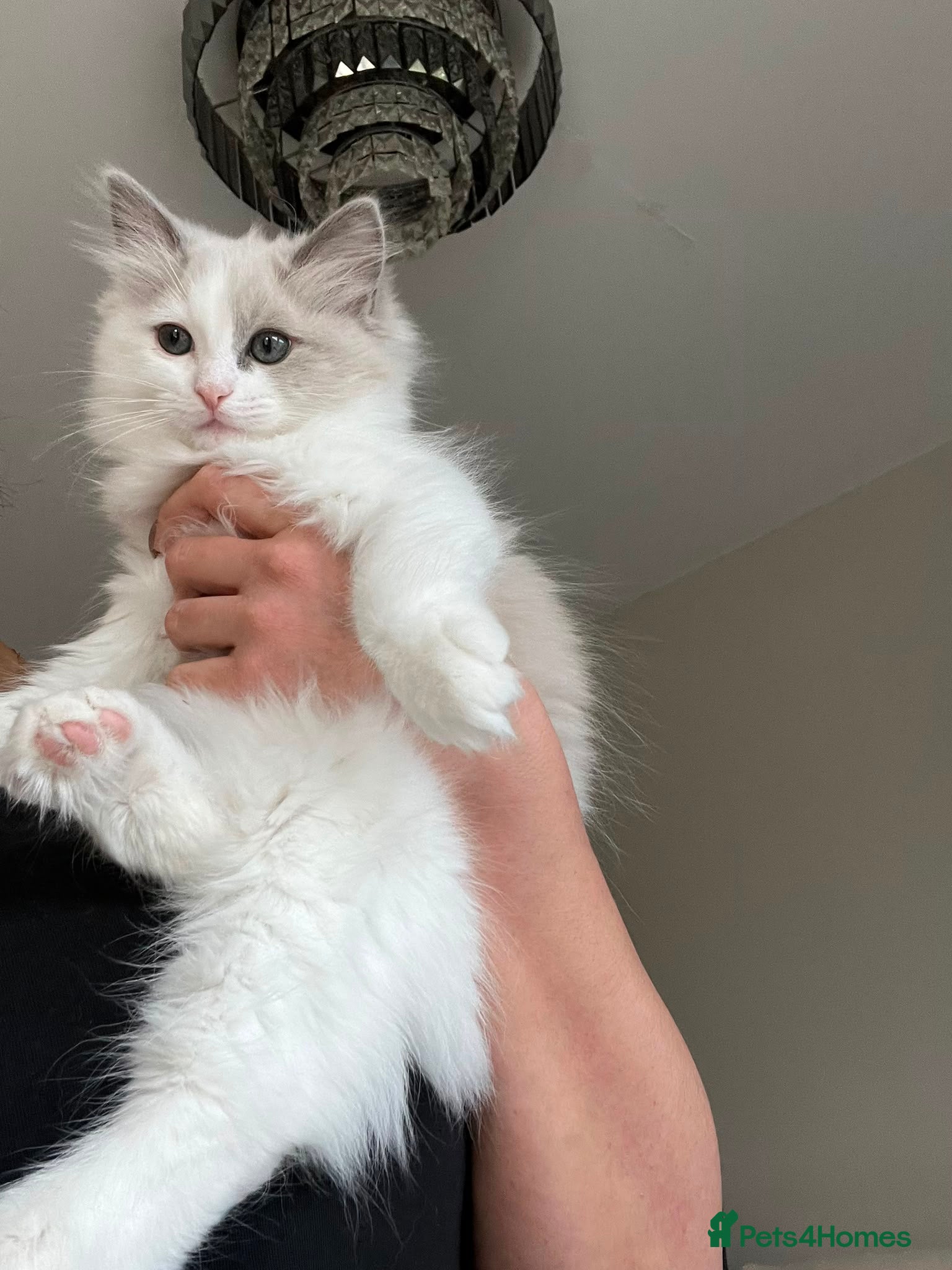 Ragdoll cats Last Cherubim girl available! Light mink/green eye - Advert 18