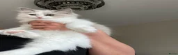 Ragdoll cats for sale: Light Mink Cherubim Ragdoll kitten (Green eyes) - Advert 6