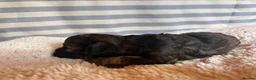 Shihpoo dogs for sale: Shihpoo puppies for sale  - Advert 16