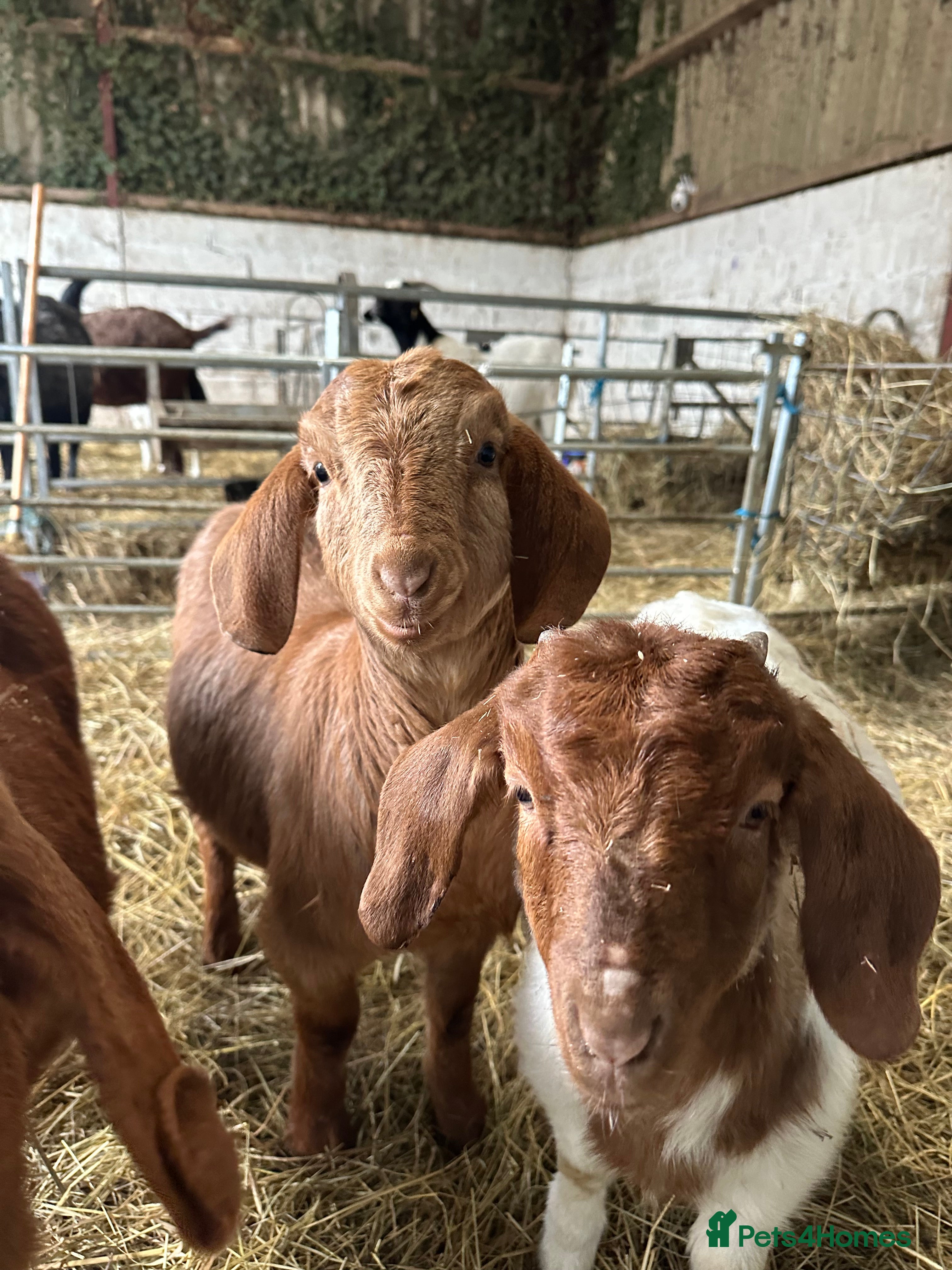 Goats livestock 2x red and traditional full boer doelings - Advert 4