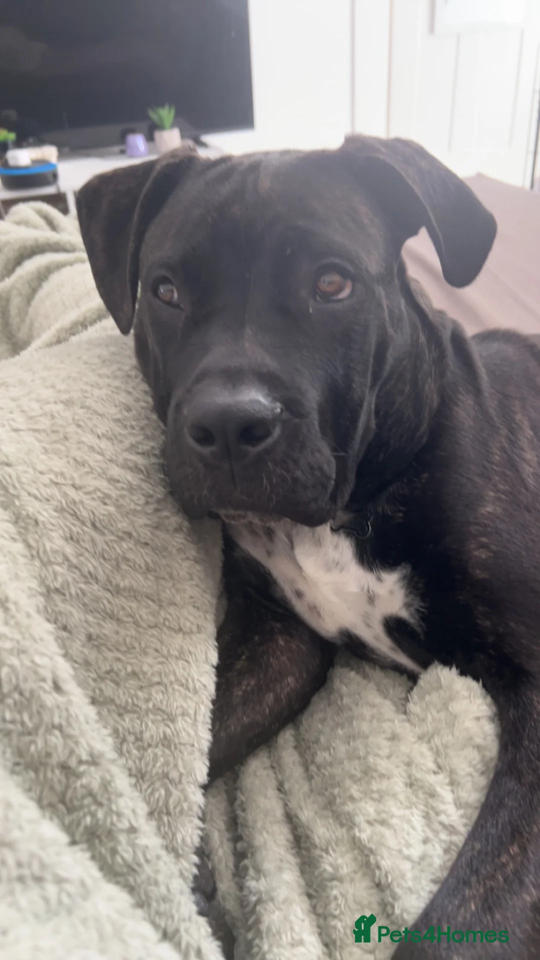 Cane Corso dogs for sale: Diesel  in Dewsbury - Advert 2