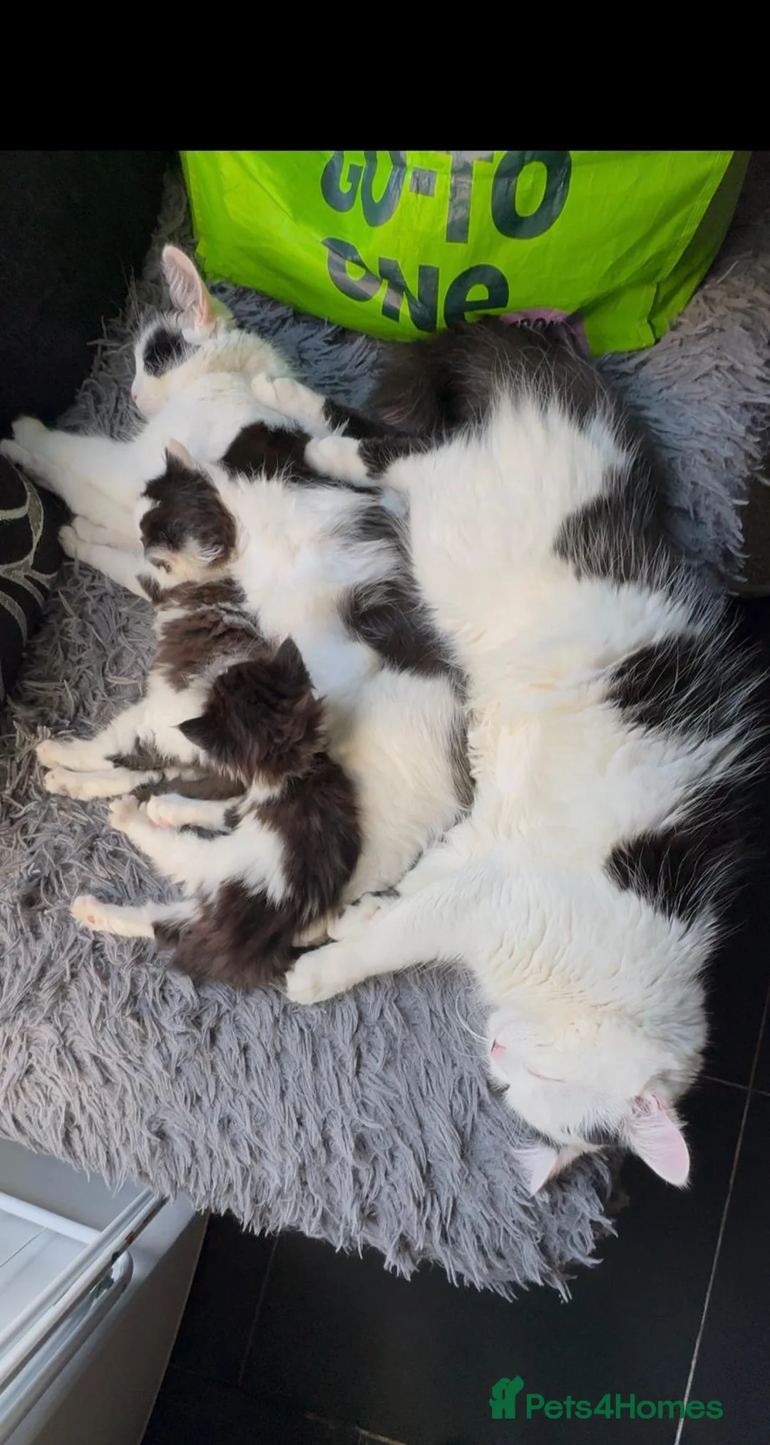 Mixed Breed cats for sale: 2 Fluffy kittens  - Advert 8