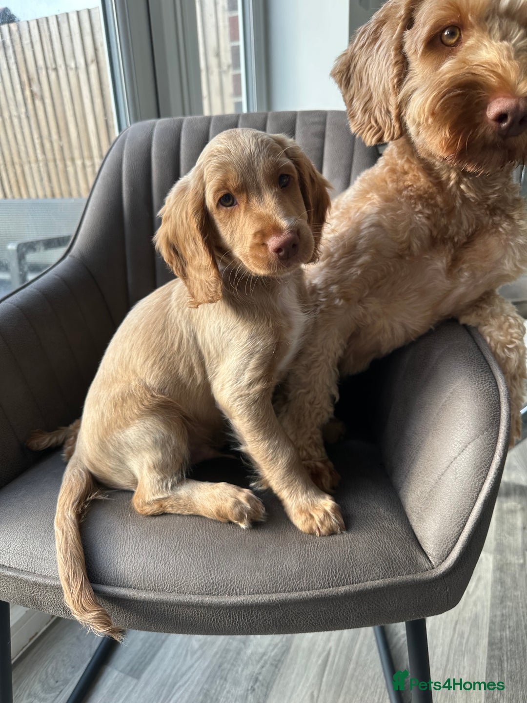 Cockapoo dogs for sale: Cockapoo Puppies - 1 Boy - 1 Girl - Ready to Go  - Image 8