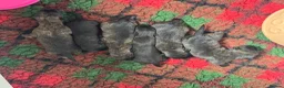 Cairn Terrier dogs for sale: KC reg pups off Health Tested lines, avail 1st Aug - Advert 8