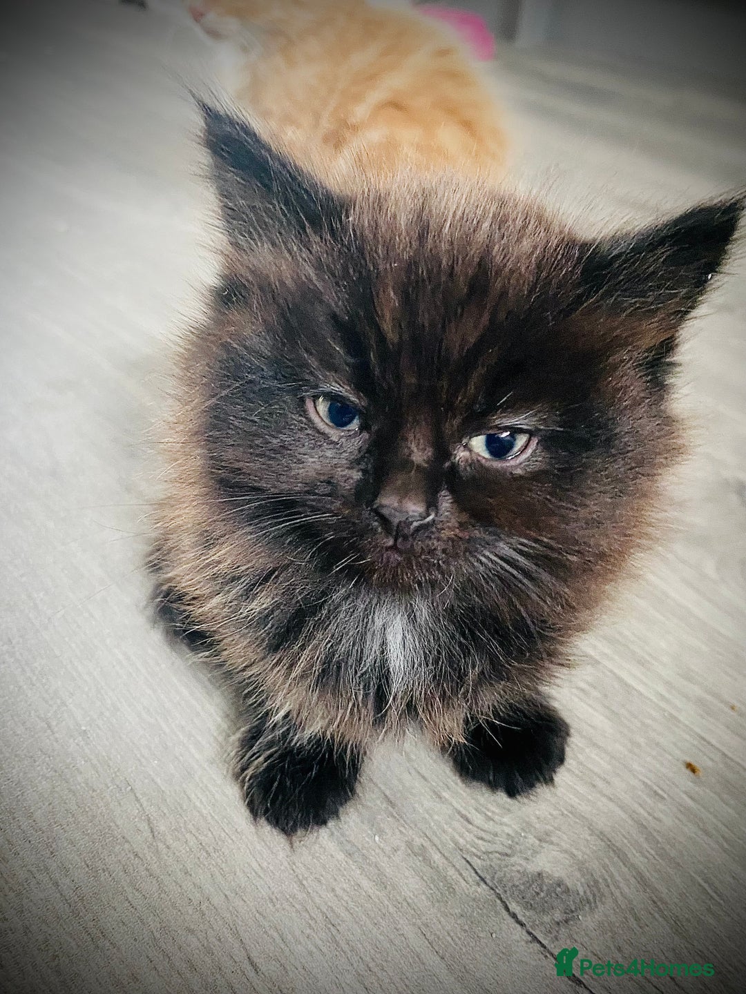 British Longhair cats for sale: 4 gorgeous fluffy kittens - Image 6