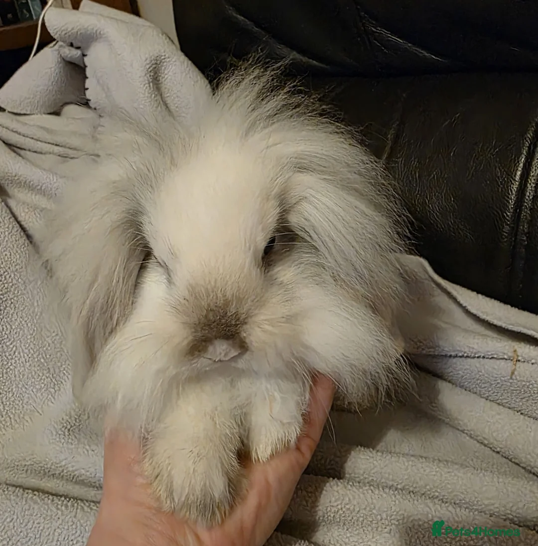 Mini Lop rabbits for sale: Mini lop x mini lion lop babies available now - Advert 2