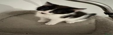 Norwegian Forest Cat 1