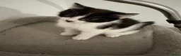 Norwegian Forest Cat cats for sale: Kittens  - Advert 5