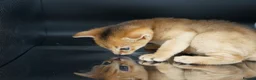 Abyssinian cats for sale: Stunning Usual Silver and Ruddy Kittens - Advert 13