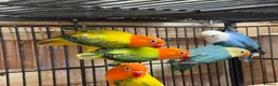 Lovebirds birds for sale: Lovebirds - Advert 1