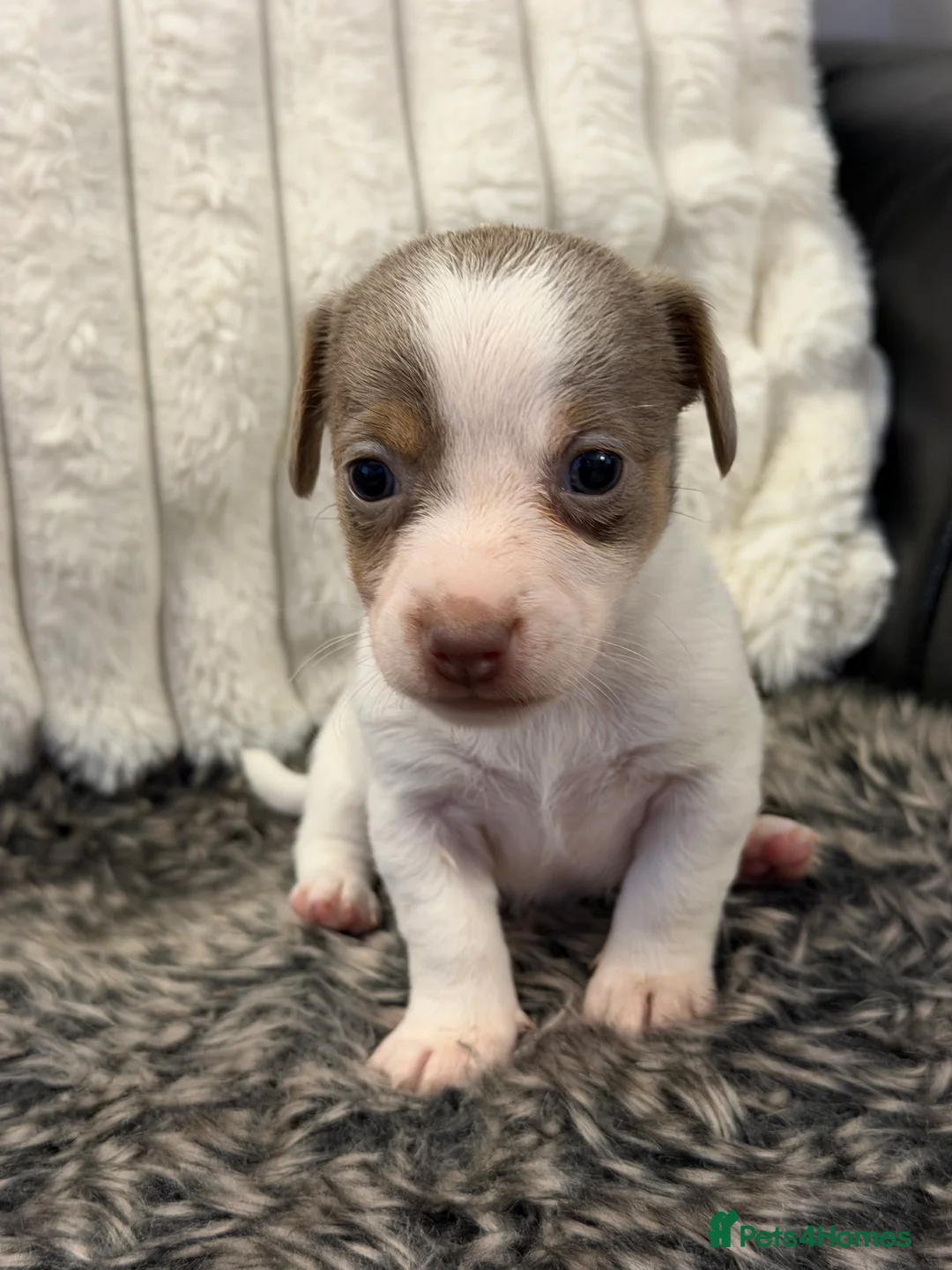 Jack Russell dogs for sale: DONJACKS - fully health tested miniature puppies  - Advert 15