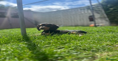 Cocker Spaniel dogs - Advert 12