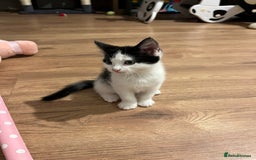 Mixed Breed cats for sale: Two beautiful boys - Image 5