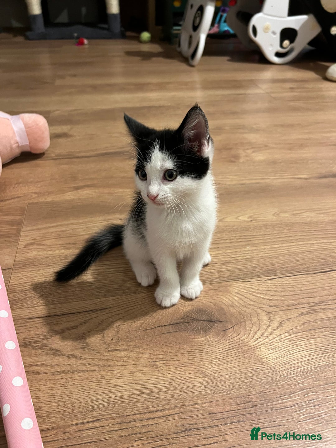 Mixed Breed cats for sale: Two beautiful boys - Image 5