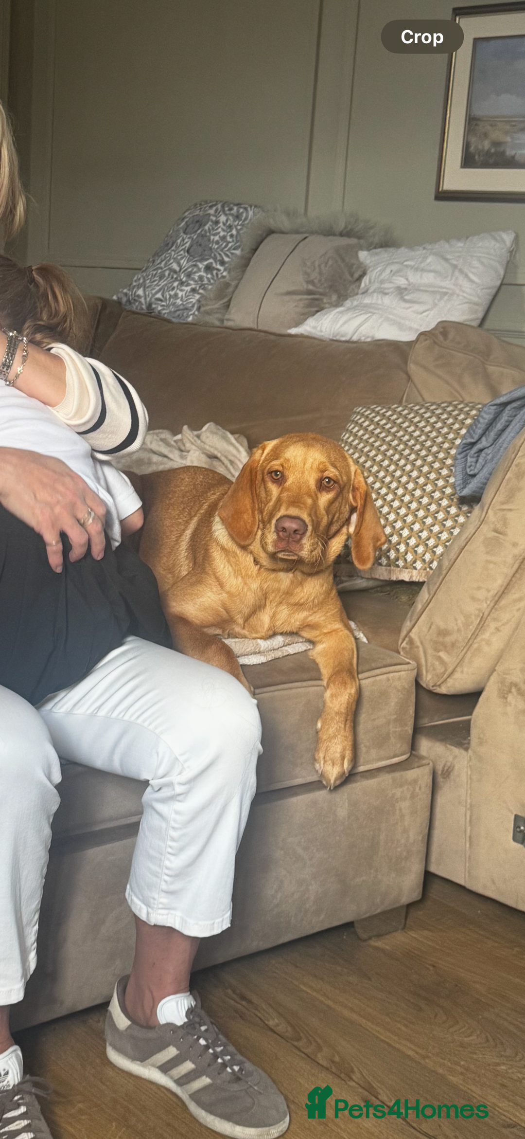 Labrador Retriever dogs for sale: 9 month old Labrador Retriever Girl  - Advert 4