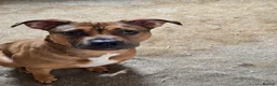 American Bully dogs for sale: AMAZING YOUNG BULLY (M/F)FOR ROYAL& LOVING HOMES.  - Advert 5
