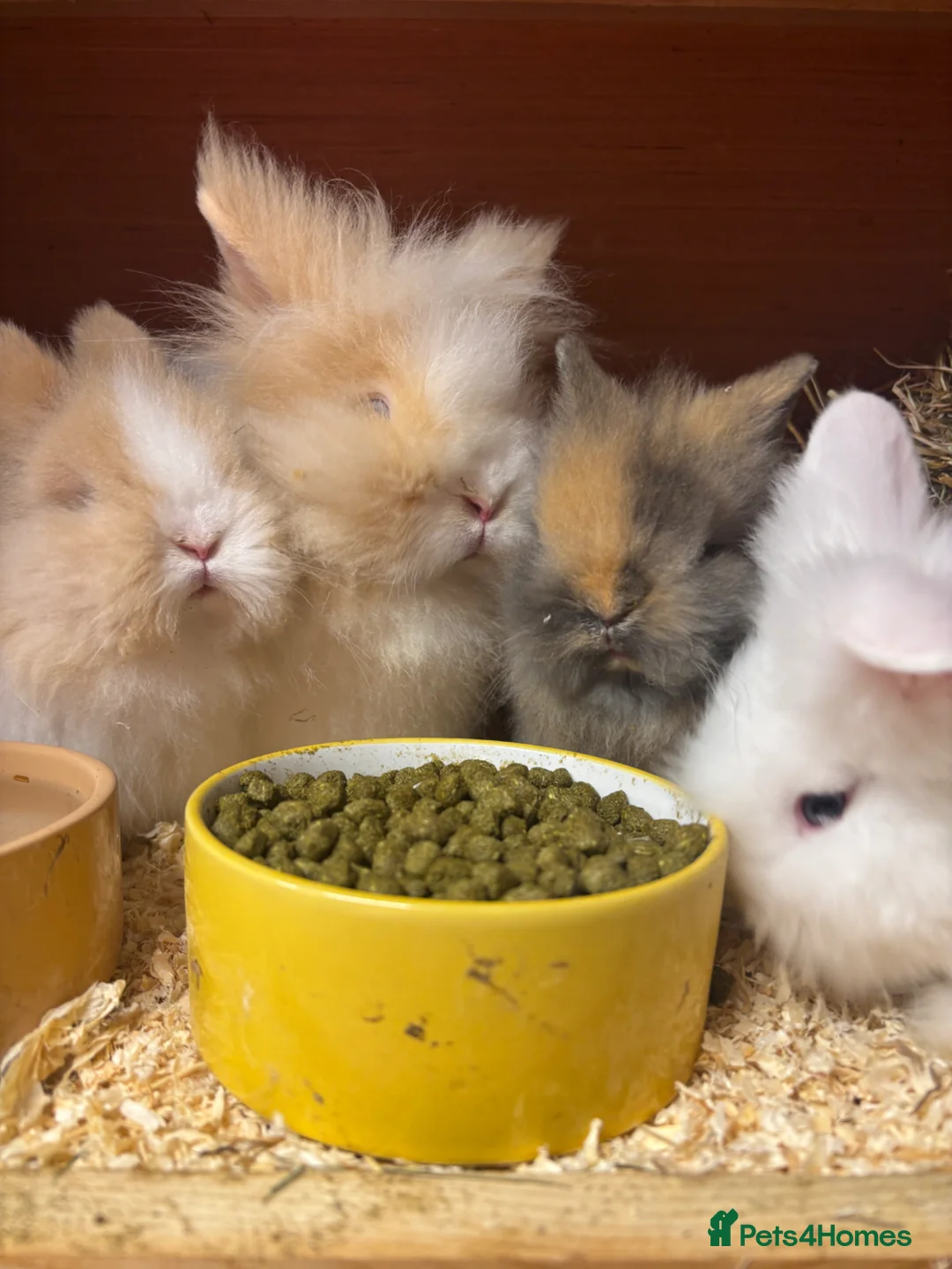 Lionhead rabbits for sale: Double maned lion heads 👀 🏡  - Advert 8