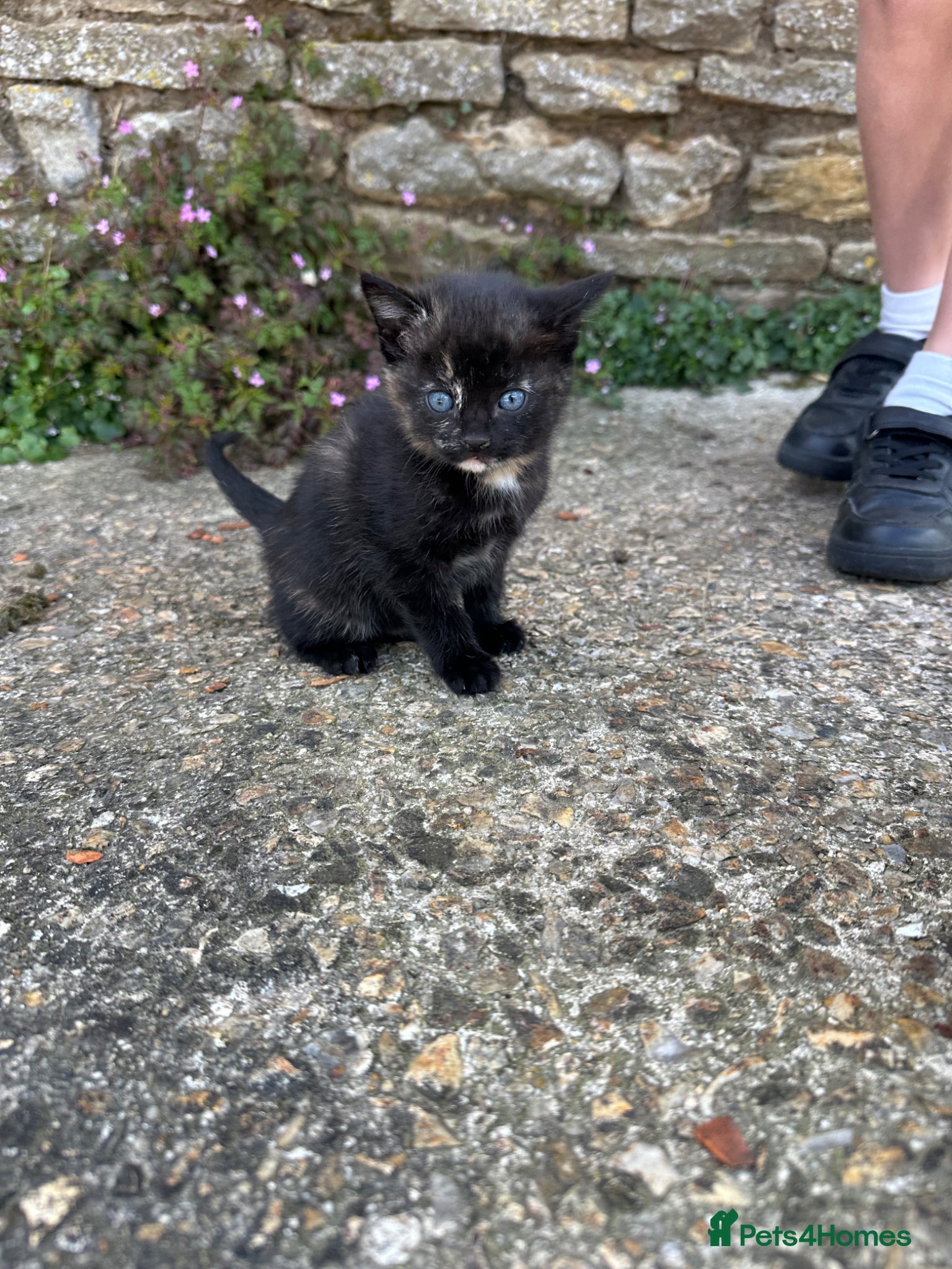 Mixed Breed cats 3 Kittens for sale - Advert 15