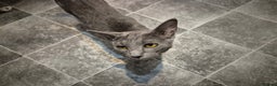 Oriental cats for sale: Beautiful blue/gray oriental kittens - Advert 13