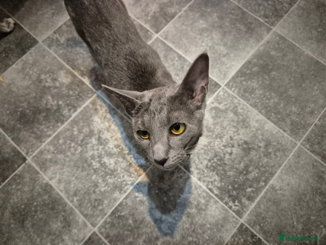 Oriental cats for sale: Beautiful blue/gray oriental kittens - Advert 13