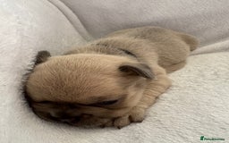 French Bulldog dogs for sale: FLUFFY frenchies puppies  - Image 8