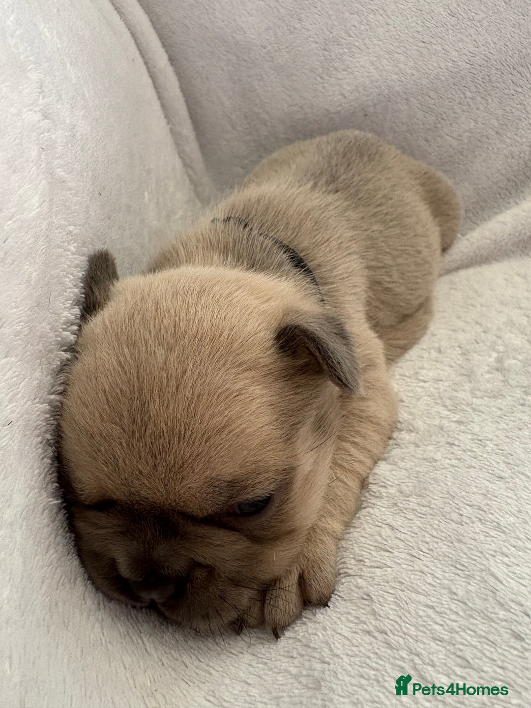 French Bulldog dogs for sale: FLUFFY frenchies puppies  - Image 8
