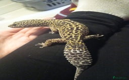 Leopard Gecko reptiles for sale: Leopard gecko  - Advert 6