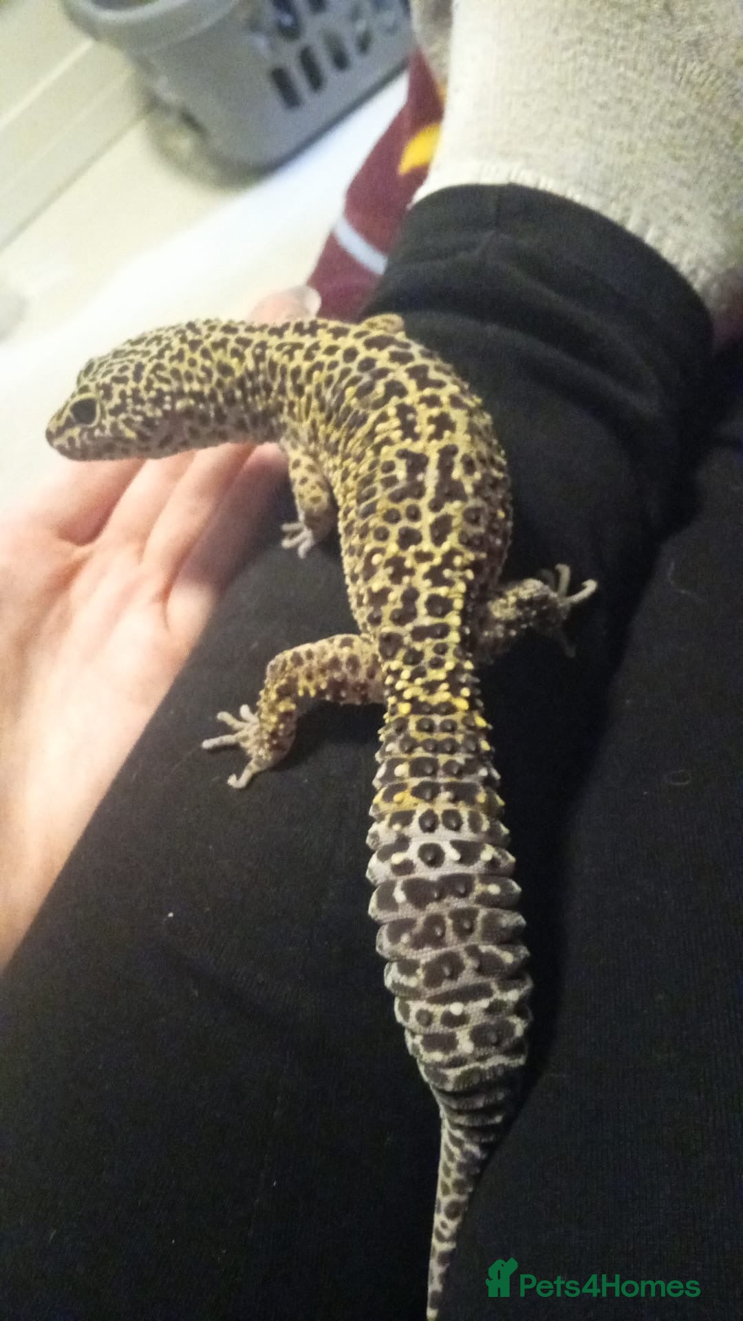 Leopard Gecko reptiles for sale: Leopard gecko  - Advert 6