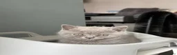 British Shorthair cats for sale: Beautiful British Shorthair Kittens 7 Weeks Old 🐾 - Advert 7