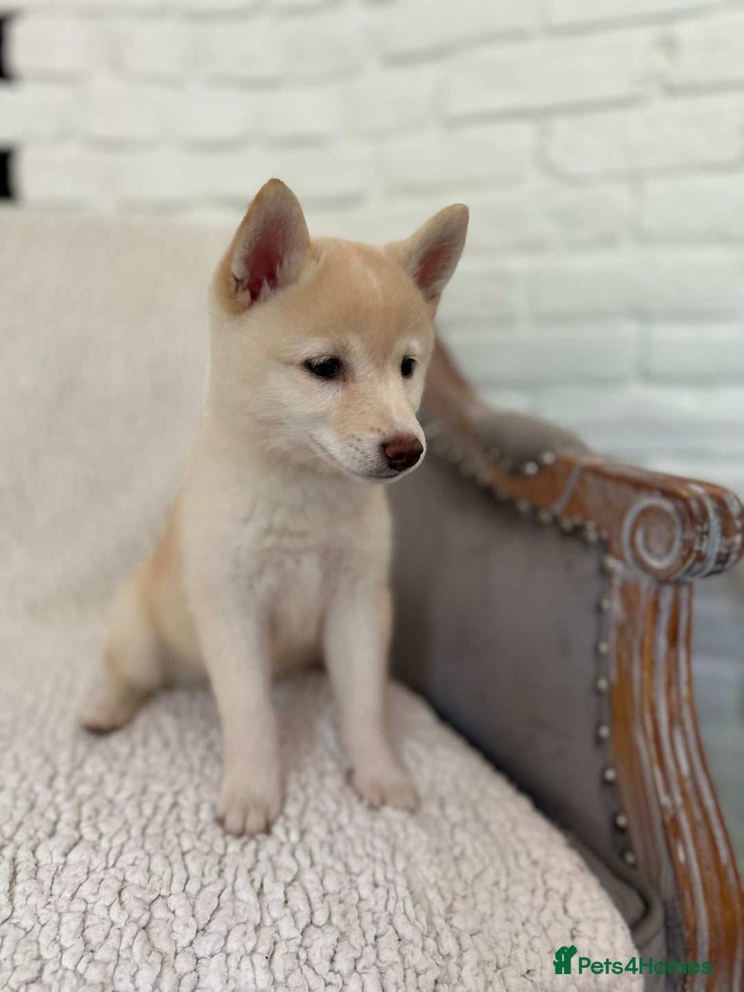 Japanese Shiba Inu dogs for sale: Japanese Shiba Inu Puppies - Image 27