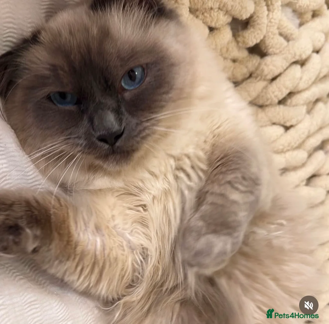 Ragdoll cats for sale: Ragdoll cat for sale  in Waltham Abbey - Advert 5