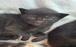 Domestic Shorthair cats for sale: Gorgeous baby kittens  - Image 4