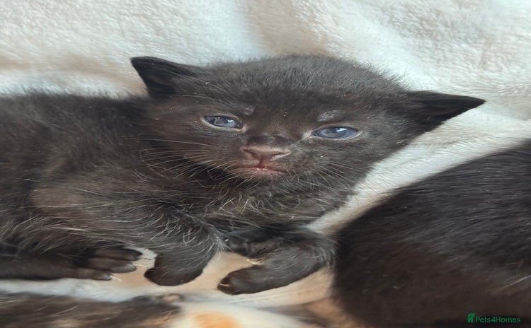 Domestic Shorthair cats - Advert 4