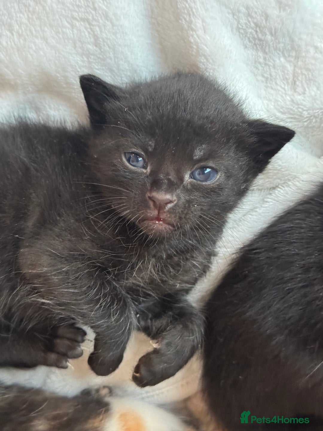 Domestic Shorthair cats for sale: Gorgeous baby kittens  - Image 4