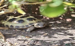 Tortoise reptiles for sale: Young Horsfield Tortoise  - Image 3