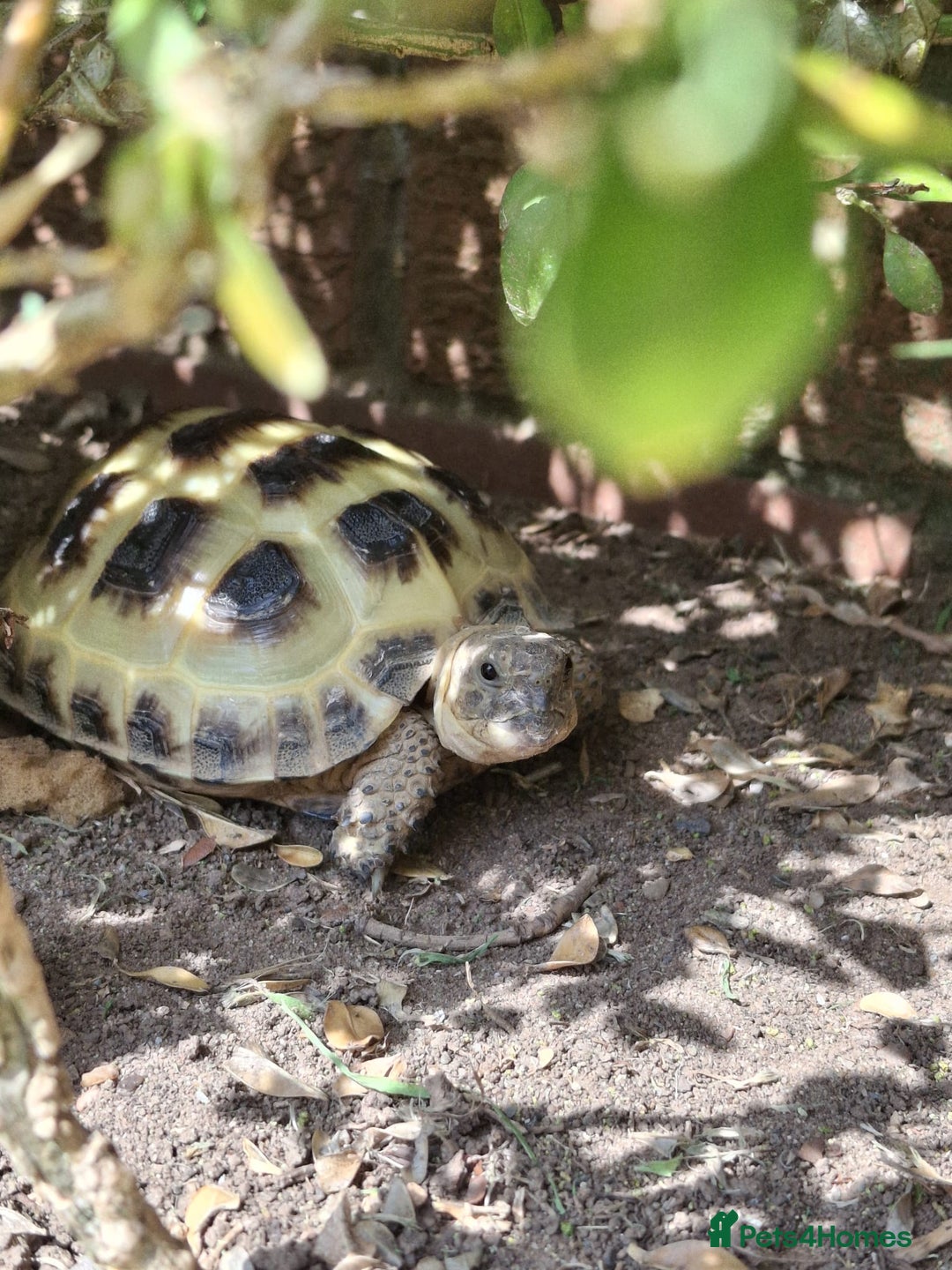 Tortoise reptiles for sale: Young Horsfield Tortoise  - Image 3