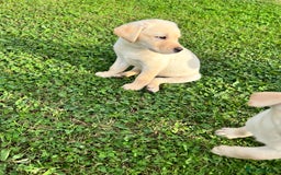 Labrador Retriever dogs for sale: Labrador Retriever Puppies  - Image 8