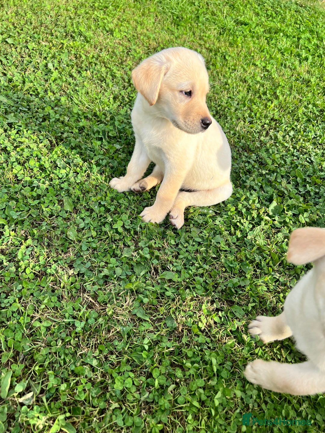 Labrador Retriever dogs for sale: Labrador Retriever Puppies  - Image 8