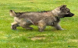 German Shepherd dogs for sale: Reduced kc reg German shepherd pup carry Isabella  - Image 4