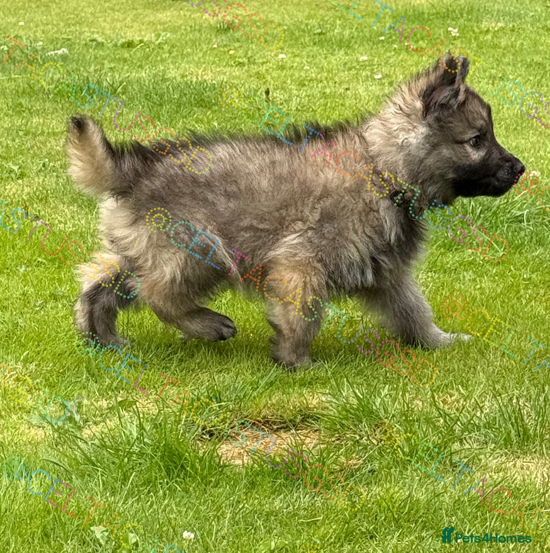 German Shepherd dogs for sale: Reduced kc reg German shepherd pup carry Isabella  - Image 4