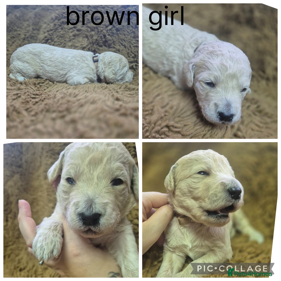 Labradoodle dogs for sale: Labradoodle muti gen f1bb - Image 12