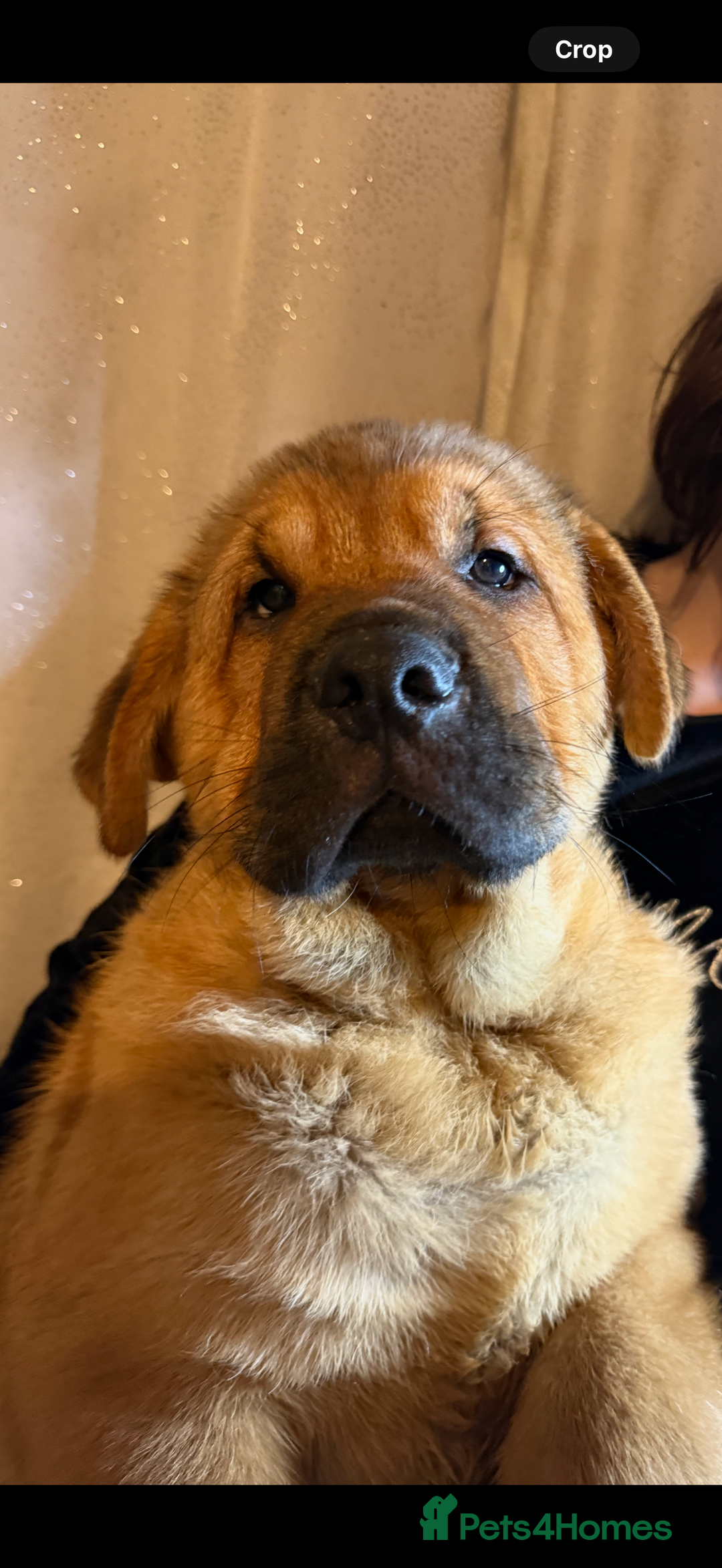 Mixed Breed dogs for sale: Beautiful chow x Newfoundland puppies - Advert 14