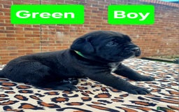 Cane Corso dogs for sale: Pedigree Cane Corso Puppies  - Image 1