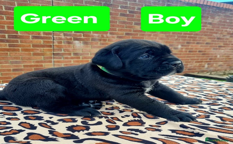 Cane Corso dogs - Advert 1