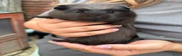 Guinea Pig rodents for sale: 4X Male Guinea Big Babies  - Advert 9