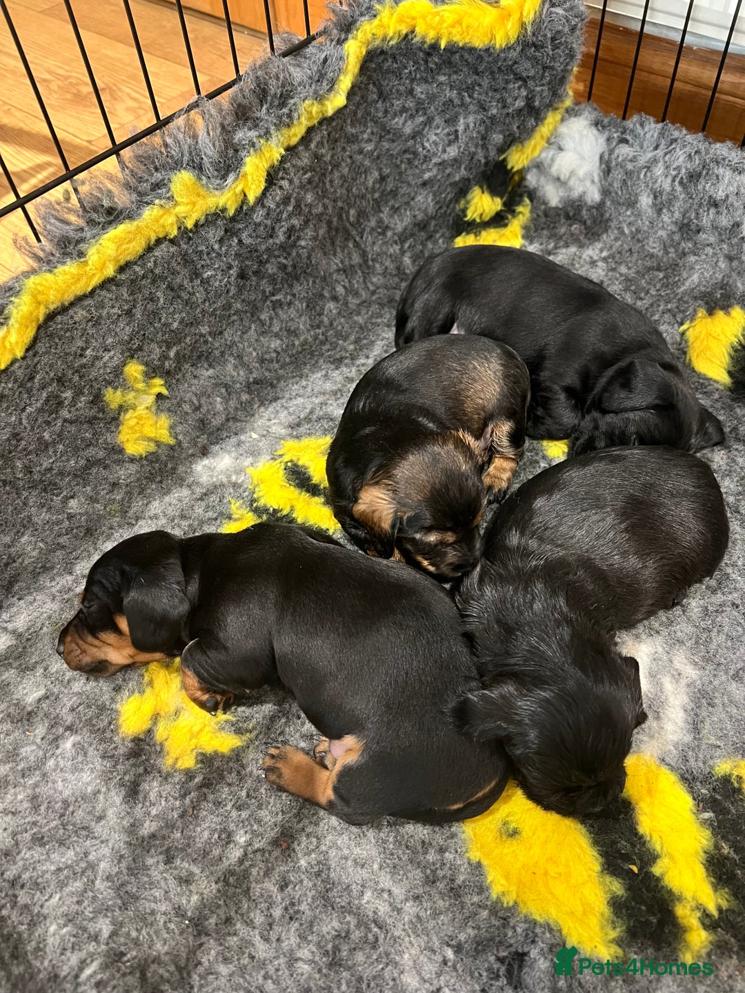 Miniature Dachshund dogs for sale: **Exceptionally well Raised Miniature Dachshunds** - Advert 39