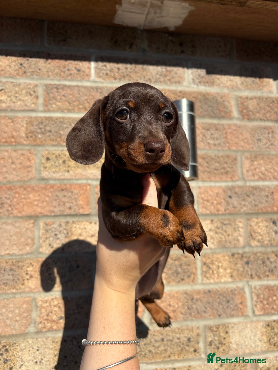 Miniature Dachshund dogs for sale: Miniature Dachshunds - Image 6