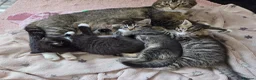 Mixed Breed cats for sale: Beautiful kittens looking for their forever homes  - Advert 1